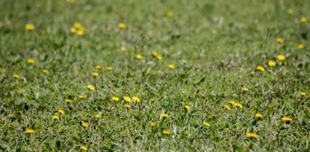 Primer plano de la flor