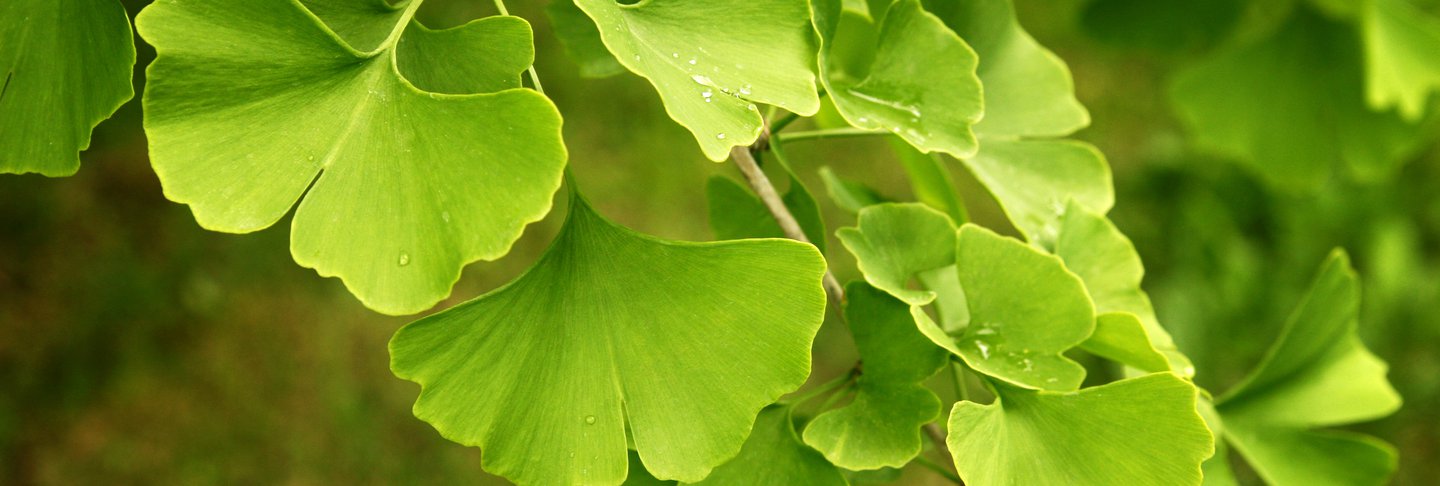 ginkgo biloba